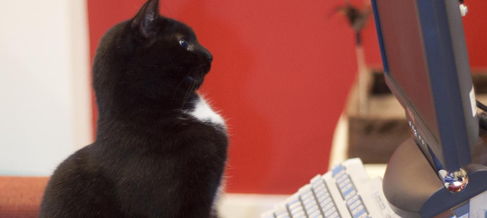 A cat at a keyboard, looking into a monitor.