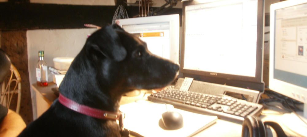 A dog at a keyboard, looking into one monitor of three.