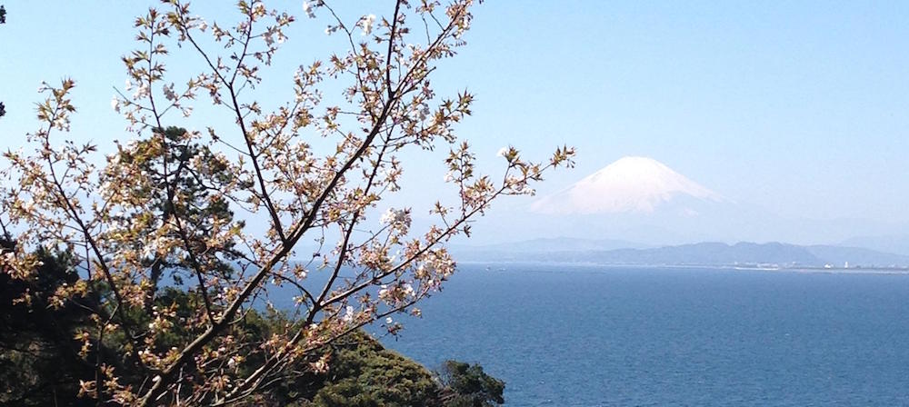 Mt. Fuji as seen from Enoshima, with a sakura tree.